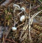 Geriefter Rindenhelmling, Foto 12