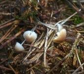 Geriefter Rindenhelmling, Foto 16