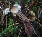 Geriefter Rindenhelmling, Foto 10