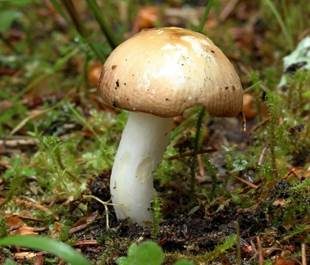 Geriefter Weichtäubling, Foto 3