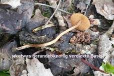 Gerieftes Samthäubchen, Foto 8