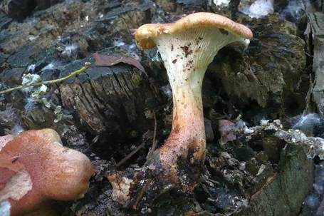 Becherförmiger Sägeblättling, Foto 3
