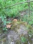 Becherförmiger Sägeblättling, Foto 13