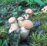 Becherförmiger Sägeblättling, Foto 15
