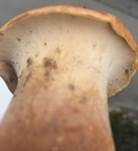 Becherförmiger Sägeblättling, Foto 17