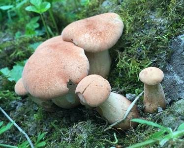 Becherförmiger Sägeblättling, Foto 5