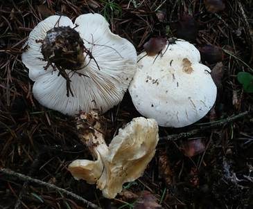Gerippter Gasritterling, Foto 3