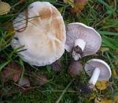 Gerippter Gasritterling, Foto 12