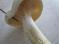 Gerippter Gasritterling, Foto 15