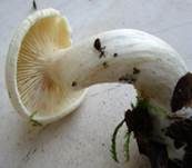 Gerippter Gasritterling, Foto 24