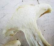 Gerippter Gasritterling, Foto 27