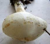 Gerippter Gasritterling, Foto 28
