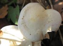 Gerippter Gasritterling, Foto 31