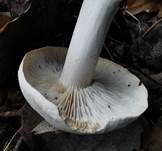 Gerippter Gasritterling, Foto 6