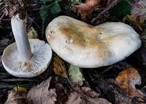 Gerippter Gasritterling, Foto 7
