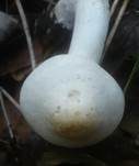 Gerippter Gasritterling, Foto 10