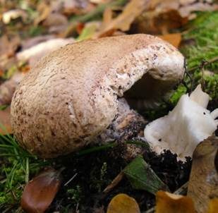 Gerippter Ritterling, Foto 3