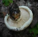 Gerippter Ritterling, Foto 7