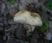 Gerippter Ritterling, Foto 8