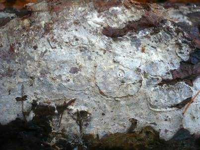 Geruchloser Lederrindenpilz, Foto 2