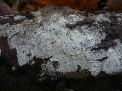Geruchloser Lederrindenpilz, Foto 3