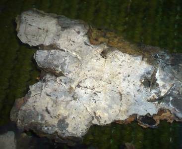 Geruchloser Lederrindenpilz, Foto 4