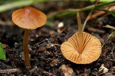 Gesägtblättriges Samthäubchen, Foto 2