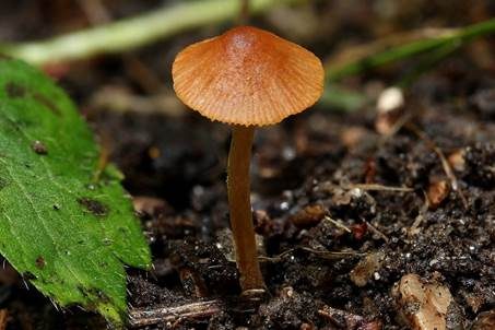 Gesägtblättriges Samthäubchen, Foto 3