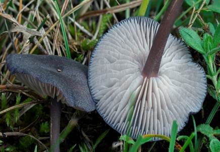 Gesägter Rötling, Foto 3