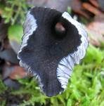 Gesägter Rötling, Foto 14