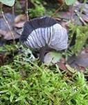 Gesägter Rötling, Foto 8