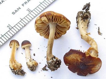 Gesägtschneidiger Glockenschüppling, Foto 3
