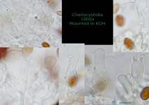 Gesägtschneidiger Glockenschüppling, Foto 5