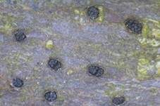 Becherförmigerkohlenbeeren-Kernpilz, Foto 7