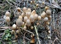 Gesäter Tintling, Foto 13