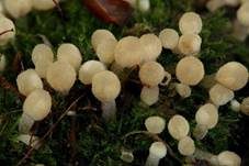 Gesäter Tintling, Foto 21