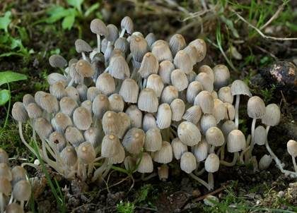 Gesäter Tintling, Foto 4