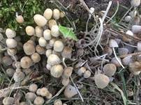 Gesäter Tintling, Foto 31