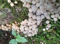 Gesäter Tintling, Foto 54