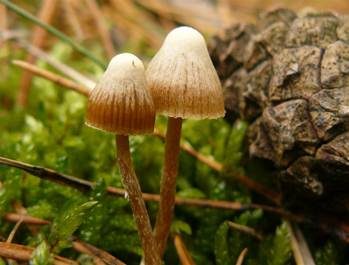 Gesäumter Häubling, Foto 4