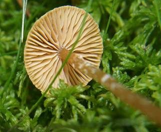 Gesäumter Häubling, Foto 5