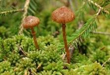 Gesäumter Häubling, Foto 8