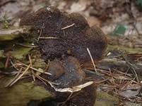 Geschichteter Zähling, Foto 12