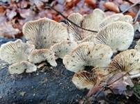 Geschichteter Zähling, Foto 15