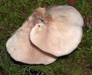 Geschichteter Zähling, Foto 20