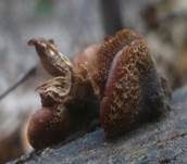 Geschichteter Zähling, Foto 27