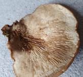Geschichteter Zähling, Foto 36