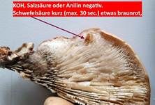 Geschichteter Zähling, Foto 44