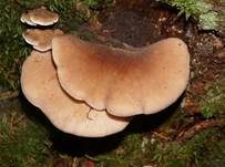 Geschichteter Zähling, Foto 7