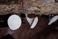 Geschlossener Kelchbecherrübling, Foto 6